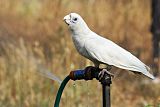 Little Corella